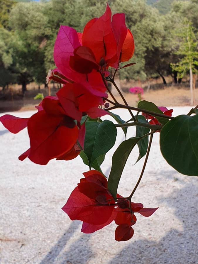 Olive Tree Apart Hotel Muğla Extérieur photo