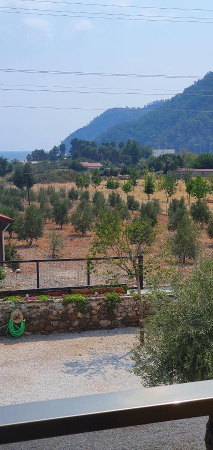 Olive Tree Apart Hotel Muğla Extérieur photo